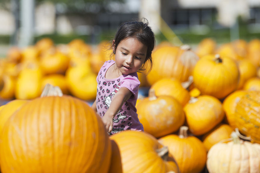 The perfect pumpkin